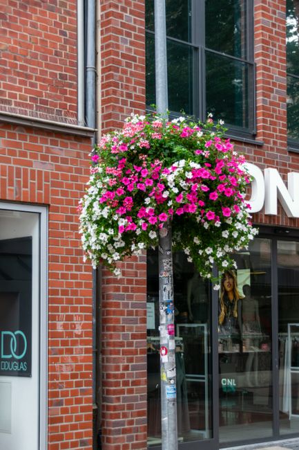 A vibrant hanging basket filled with an abundant arrangement of pink and white petunias, cascading over the edges, attached to a lamppost outside a brick building with large windows. The flowers appea