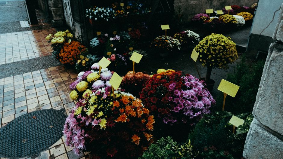 A vibrant outdoor display of various potted chrysanthemum flowers arranged on a tiled pavement near a stone wall, featuring blooms in shades of yellow, orange, pink, purple, and white. Each plant is p