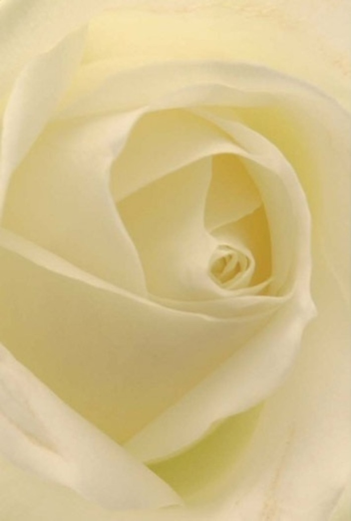 Viewed up close, this classic white rose radiates tranquility and gentle sophistication-its petals unfurling in graceful spirals, each layer blending creamy whites with subtle hints of warmth. The interplay of light and shadow within the petals creates an intricate dance, suggesting the flower is softly illuminated from within, reminiscent of a quiet morning in South Woodford as sunlight filters through leafy streets. The spiraled core of the bloom is so precise, so pure, that it seems touched by a sense of resilience and hope, making this rose an impeccable choice for commemorating meaningful events: an elegant centrepiece for a South Woodford wedding, a tender apology, or an intimate anniversary tribute. The tactile impression is velvety and smooth-as if the very air has been perfumed with the clean, understated scent only a pristine rose can offer. Each petal's edge is perfectly shaped, reflecting the expertise and care taken by experienced South Woodford florists who understand both floral artistry and the delicate emotions that accompany significant moments. This rose is not just a flower-it's a subtle yet powerful messenger, its beauty elevated by nuance and natural harmony, perfect for delivery to homes and gatherings throughout the South Woodford community.